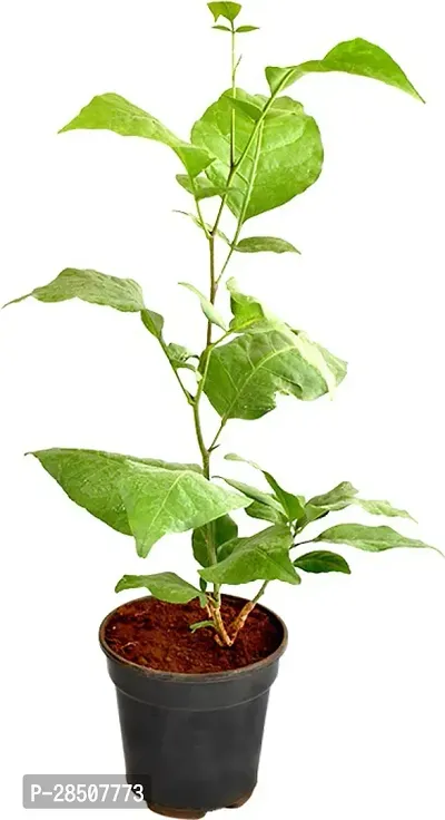 Bel Plant  Belpata Xpankaj nursery 13-thumb0