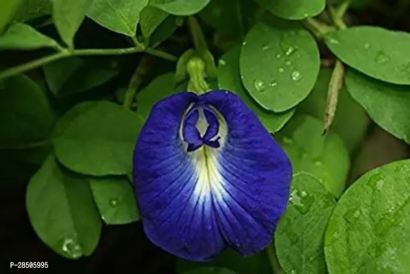 Aparajita Butterfly Pea Plant  AparajithaSangu PooClitoria Ternatea Flower Healthy Live Plant   Blue  With Pot-thumb0