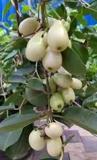 Natural Live Plant for Home Garden-thumb2