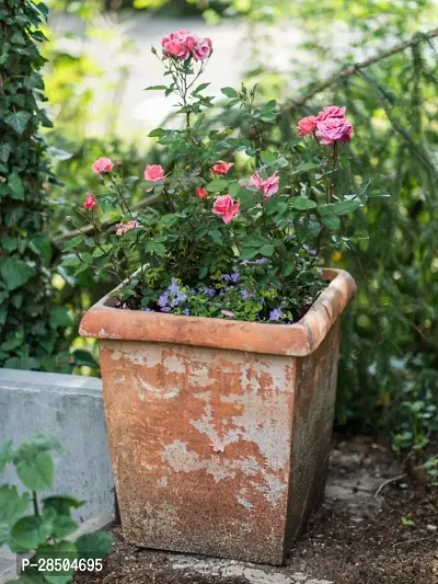 Rose Plant  Bonsai Rose Plant  R r 2-thumb0