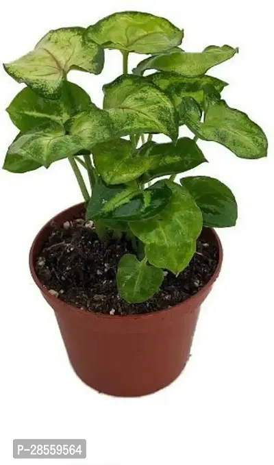 Earth Angels Syngonium Plant FKDR40-thumb0