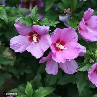 Hibiscus Plant  Hibiscus Plant  104-thumb0