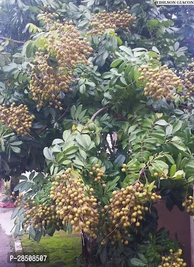 Litchi Plant  Ashfal XOxy-thumb3