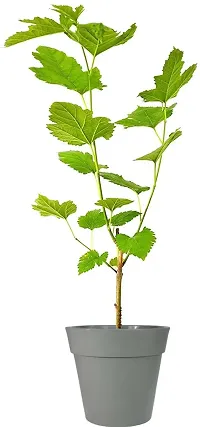 Berry Plant  White mulberry  Morus alba  04-thumb1