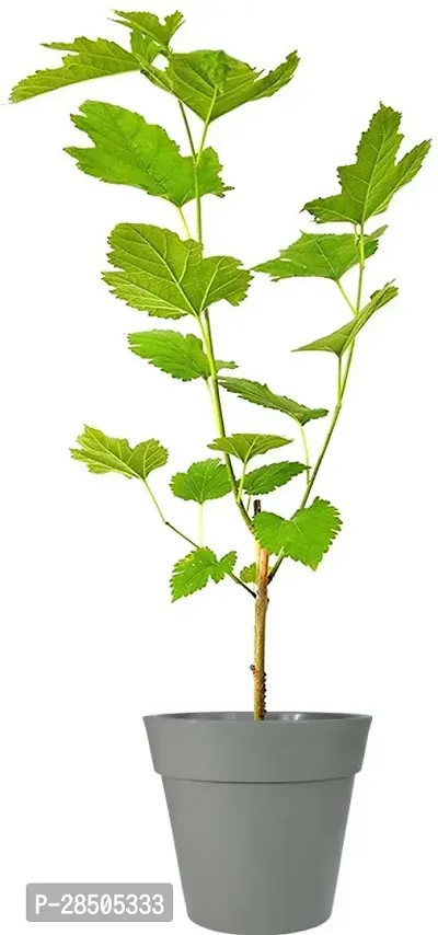 Berry Plant  White mulberry  Morus alba  04-thumb2