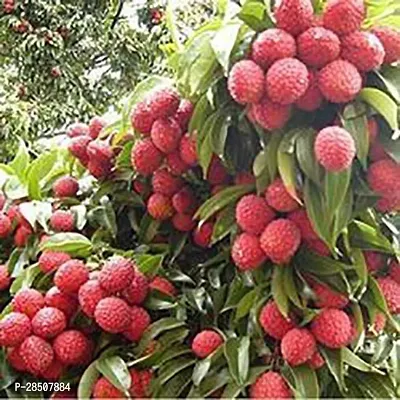 Litchi Plant  Litchi Xpb mandira Plant-thumb0