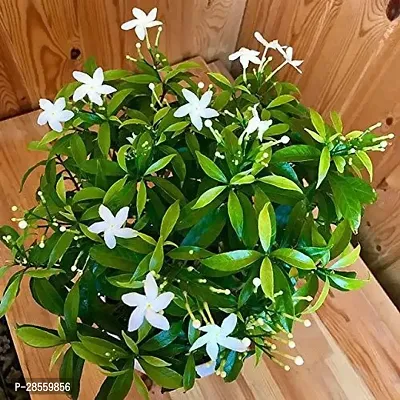 Earth Angels Jasmine Plant JASMINE PLANT DH-thumb0