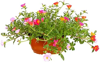 Natural Live Plant for Home Garden-thumb1