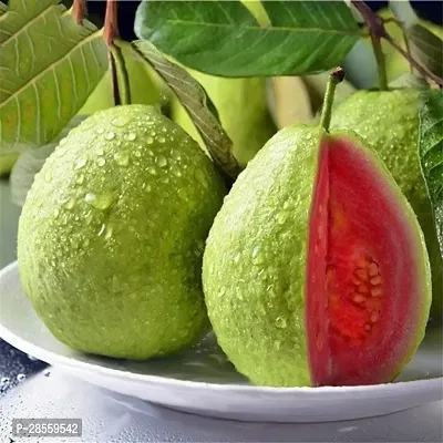 Earth Angels Guava Plant Vamsha Red Flesh Guava Fruit Plant Amrud Plant-thumb0