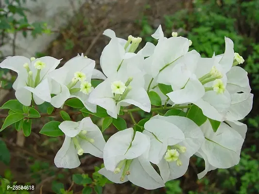 Bougainvillea Plant  Bougainvillea Plant-thumb0