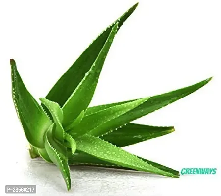 Earth Angels Aloe Vera Plant GW-CC065-thumb0