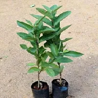 Guava Plant  Live Gauva Rare Amrud Plant  Red Flesh Fruit Tree-thumb1