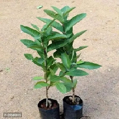 Guava Plant  Live Gauva Rare Amrud Plant  Red Flesh Fruit Tree-thumb2