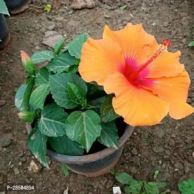 Hibiscus Plant  Orange HIBISCUS Plant-thumb2