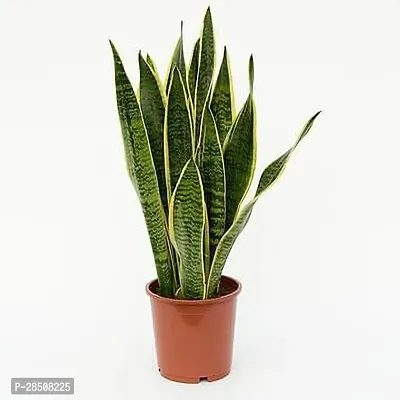 Snake Plant  SnakePlant  Xnursery house-thumb0