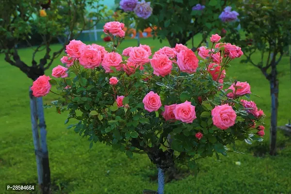 Rose Plant  Pink Rose Plant  Rosa Multiflora Perennial Fragrant-thumb2