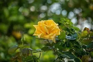 Rose Plant  gujarat yellow rose Plant-thumb1