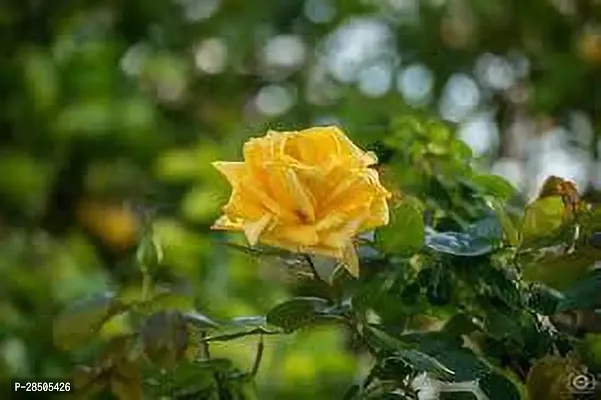 Rose Plant  gujarat yellow rose Plant-thumb2