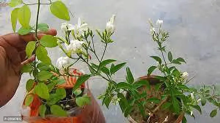 Jasmine Plant  Chameli Plant-thumb0