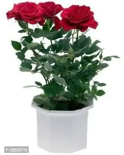 Earth Angels Rose Plant rv01-thumb0