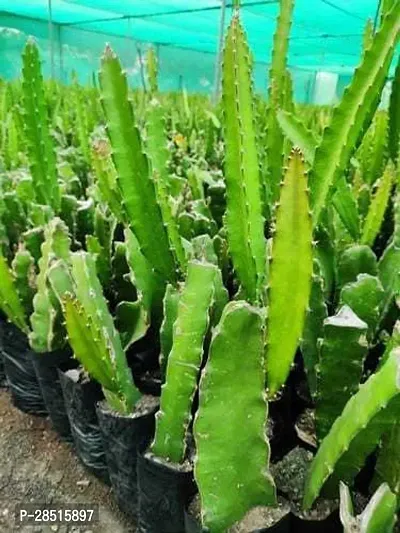 Natural Live Plant for Home Garden-thumb3