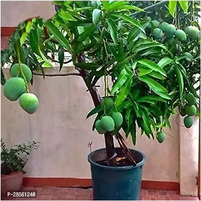 Earth Angels Mango Plant B-21-thumb0