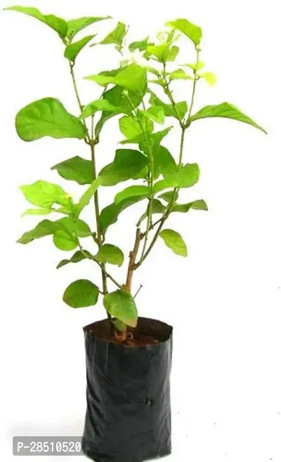 Natural Live Plant for Home Garden-thumb0