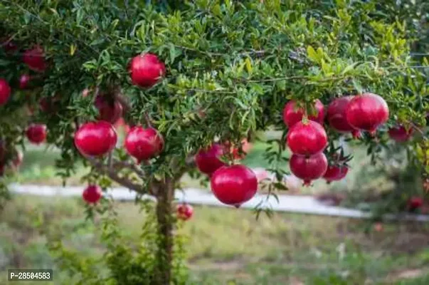 Pomegranate Plant  Pomegranate Plant-thumb0