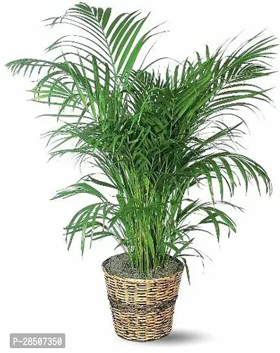 Areca Palm AW11