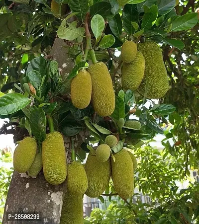 Jackfruit Plant  Kathal Plant kingdom59