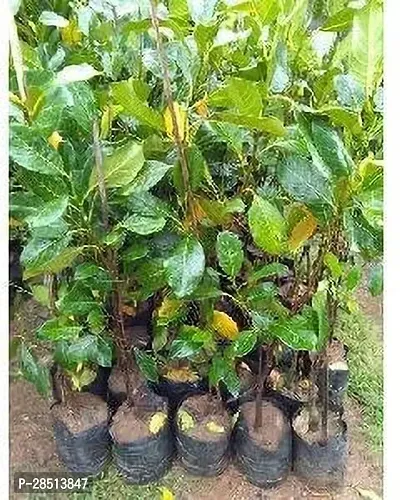 Natural Live Plant for Home Garden-thumb3