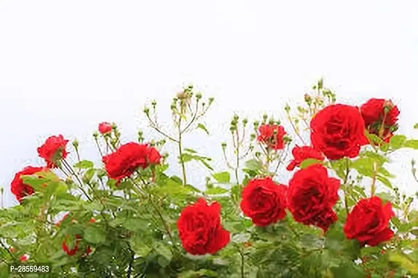 Earth Angels Rose Plant ROSE PLANT Z4-thumb0