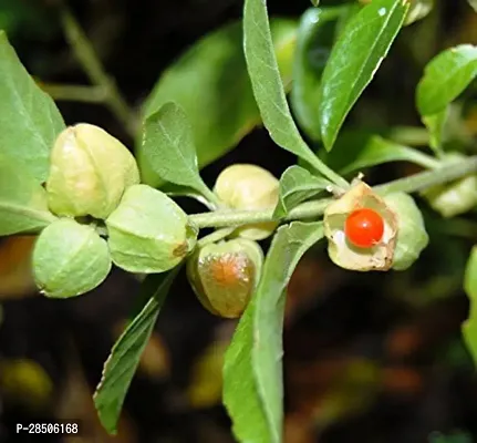 AshwagandhaIndian Ginseng AshwagandhaWinter Cherry Medicinal Plant  With Pot-thumb0