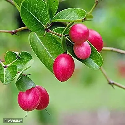 Cherry Fruit Plant  saraswati Care Live Karonda Carissa Carandas Fruit Plant   Hybrid  Pack of 1-thumb0