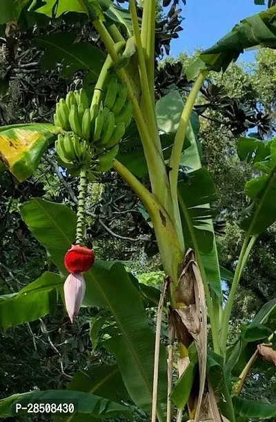 Banana Plant  Banana Plant kingdom141