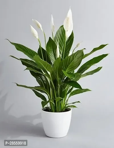 Earth Angels Peace Lily Plant Peace Lily or Spathiphyllum Live Plant White Color Flower with Secure Packing Indoor Air Purify Plant CF79-thumb0