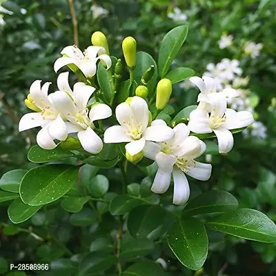 Jasmine Plant  Kamini XPBReba196-thumb0