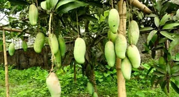 Mango Plant  Thai Banana Variety Grafted Fruit Live Plant s and Tree 1 5 2 Ft Size-thumb2