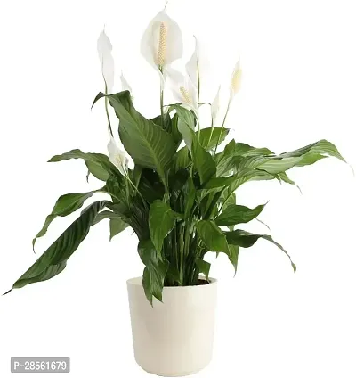 Earth Angels Peace Lily Plant PEACE LILY FLOWER PLANT-P35-thumb0