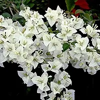 Bougainvillea Plant  Bougainvilla Plant kingdom77-thumb1