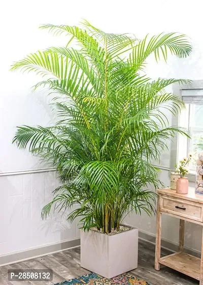 Areca Palm ArecaPalm XOxygreenPlant-thumb0