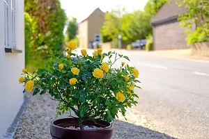 Natural Live Plant for Home Garden-thumb2