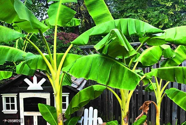 Banana Plant  Banana Plant kingdom171