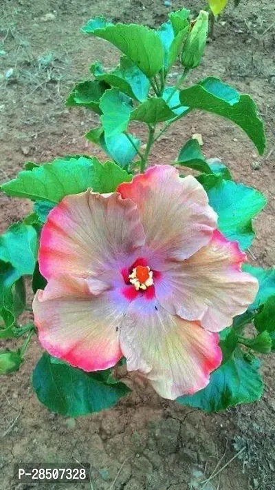 Hibiscus Plant  hibqy01