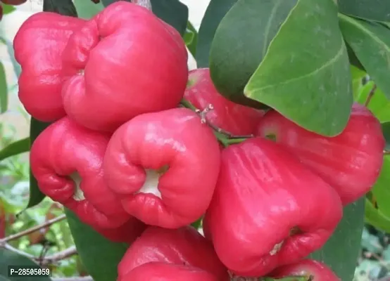 Jamun Plant  Java Apple  Makopa  Jambu Klampok  Chomphu khieo  Jambu Semarang 006