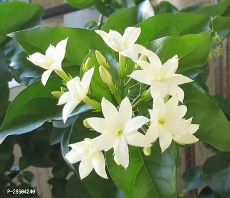 Night Bloom Jasmine Plant  Bhutan Mallika New Plant  001-thumb0