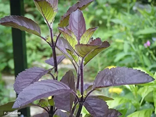 Tulsi Plant  Krishna Tulsi Plant-thumb0