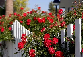 Rose Plant  Red all Time Climbing Rose Plant  0 31-thumb1