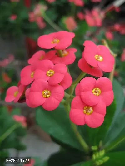 Natural Live Plant for Home Garden-thumb2