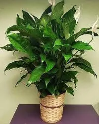 Lily Plant  Peace Lily XOxygreenPlant 2-thumb1